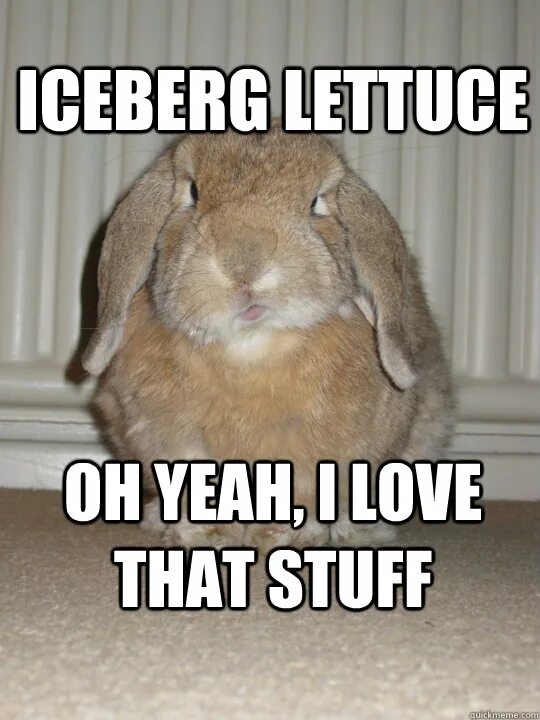 Rabbit memes