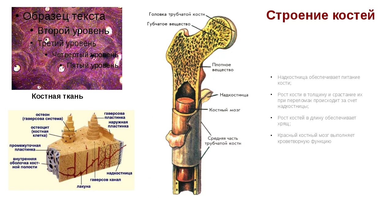 Какую функцию выполняет компактное вещество. Строение трубчатой кости ЕГЭ биология. Состав трубчатых костей. Трубчатая костная ткань. Трубчатая кость человека строение.