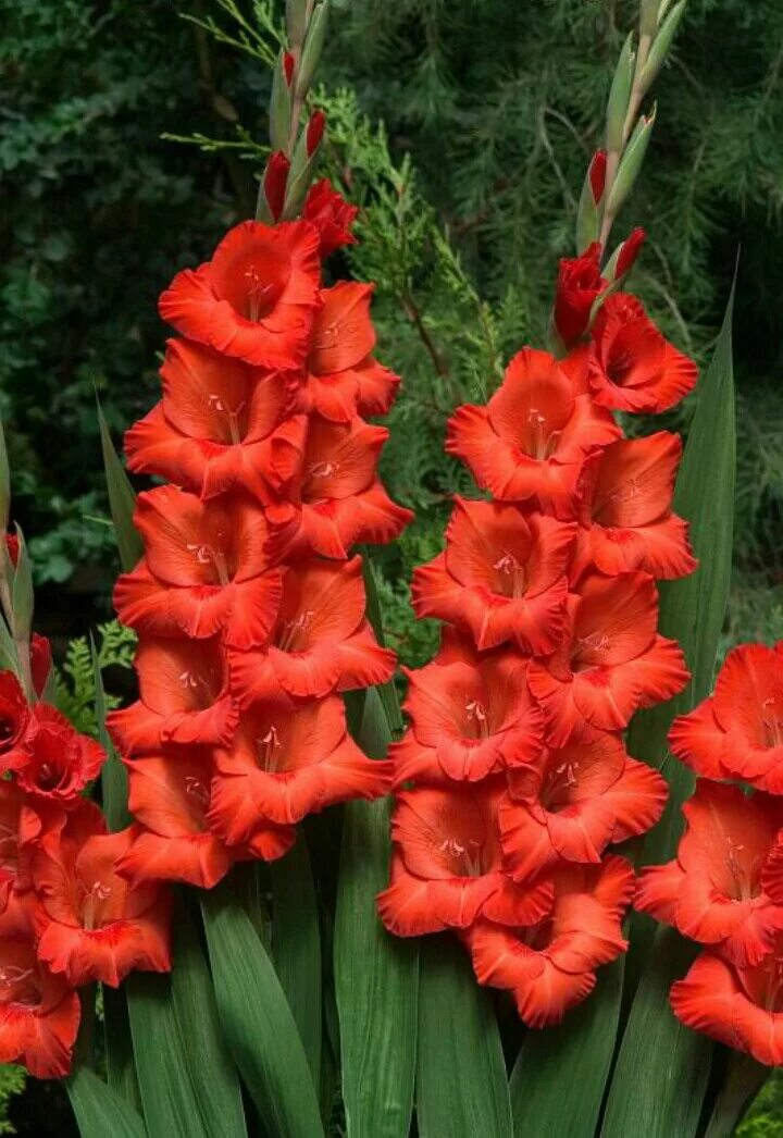 гладиолус бель туаве. гладиолус арабика. гладиолус наташенька. гладиолус capitan. цветы гладиолусы.