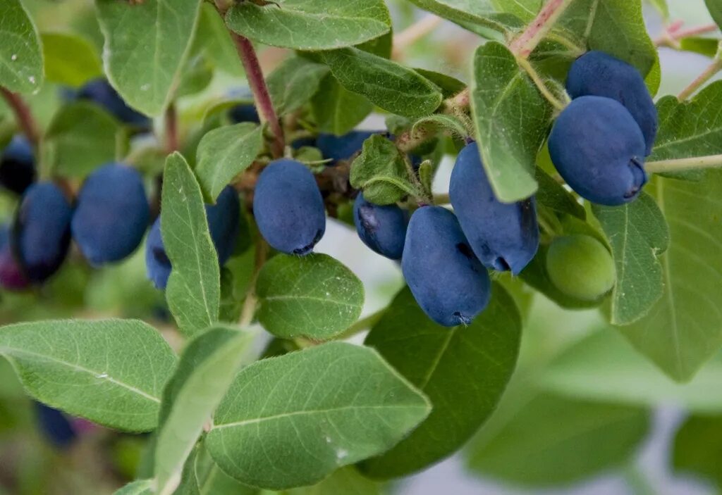 Жимолость съедобная нимфа. Жимолость голубая (lonicera caerulea l. Жимолость нимфа описание сорта. Жимолость нимфа описание сорта. Жимолость сорт нимфа.