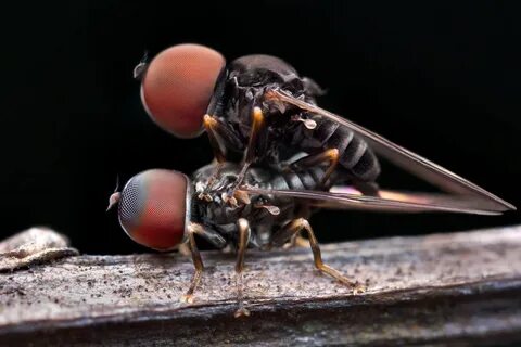 Fly does