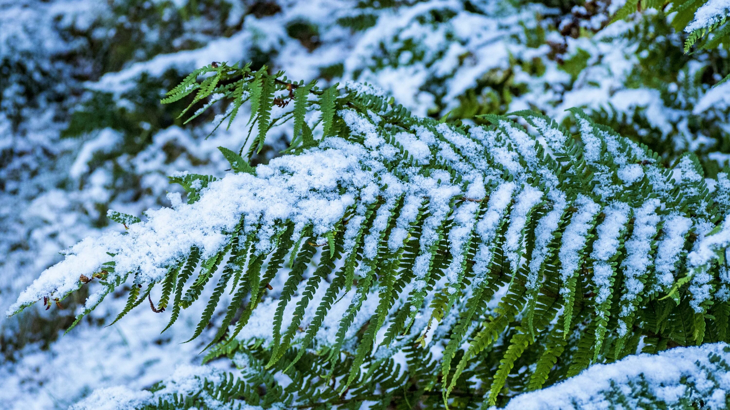 Растения зимой. Ель в снегу. Растения под снегом. Snow green. Snow green.