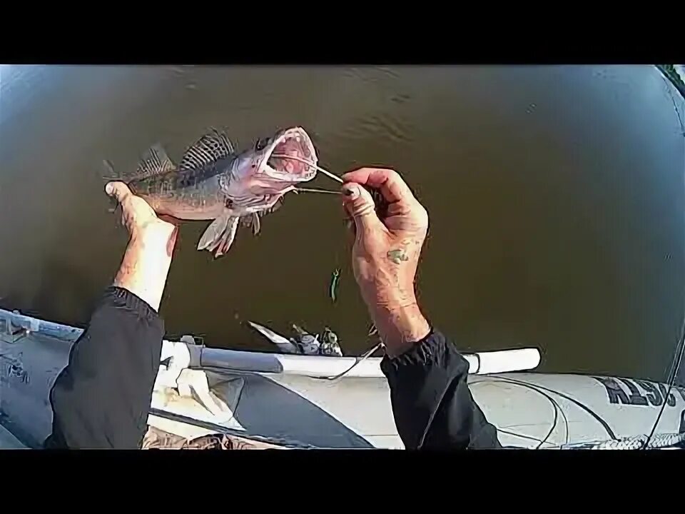 Видео обзор судака. Видео обзор судака