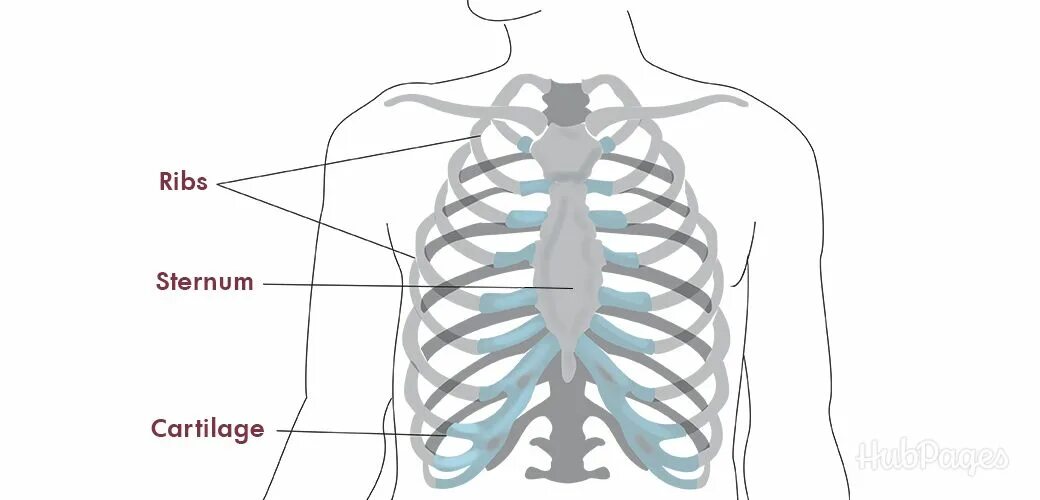 Р63015 back Ribs (рёбра спинные). Under Ribs. Rib Cage YBA. Right Rib Pain. Back area