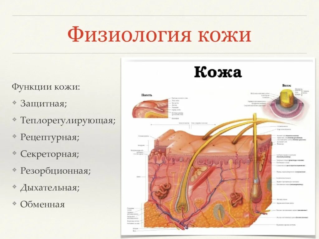 Опорная функция кожи. Физиология кожи. Строение и физиология кожи. Кожа строение и физиология кожи. Физиология кожи функции кожи.