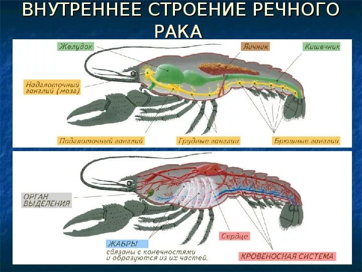 Внешний скелет членистоногих. Членистоногие строение. Тип Членистоногие строение. Внешнее строение членистоногих. Биология речного рака