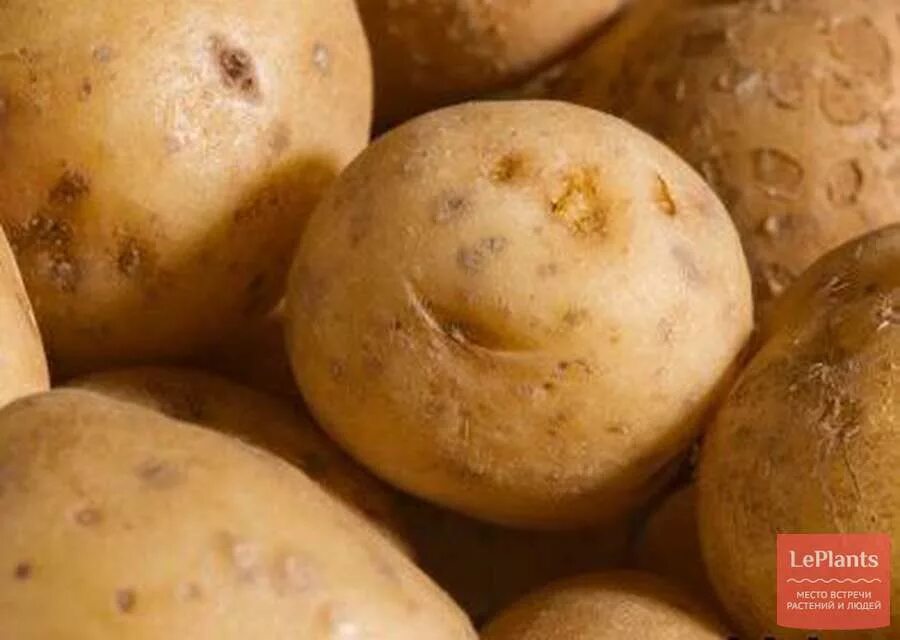 Ранние сорта картофеля для средней полосы россии