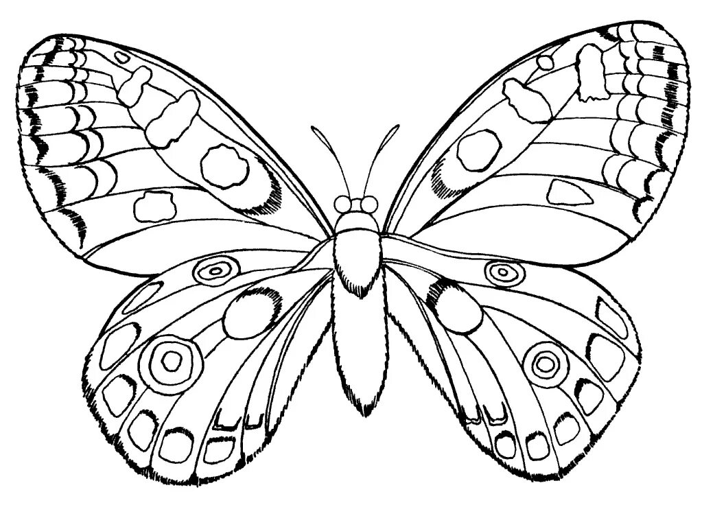 Распечатать картинки. Раскраска. Картинки раскраски. Бабочка рисунок. Бабочки для распечатки.
