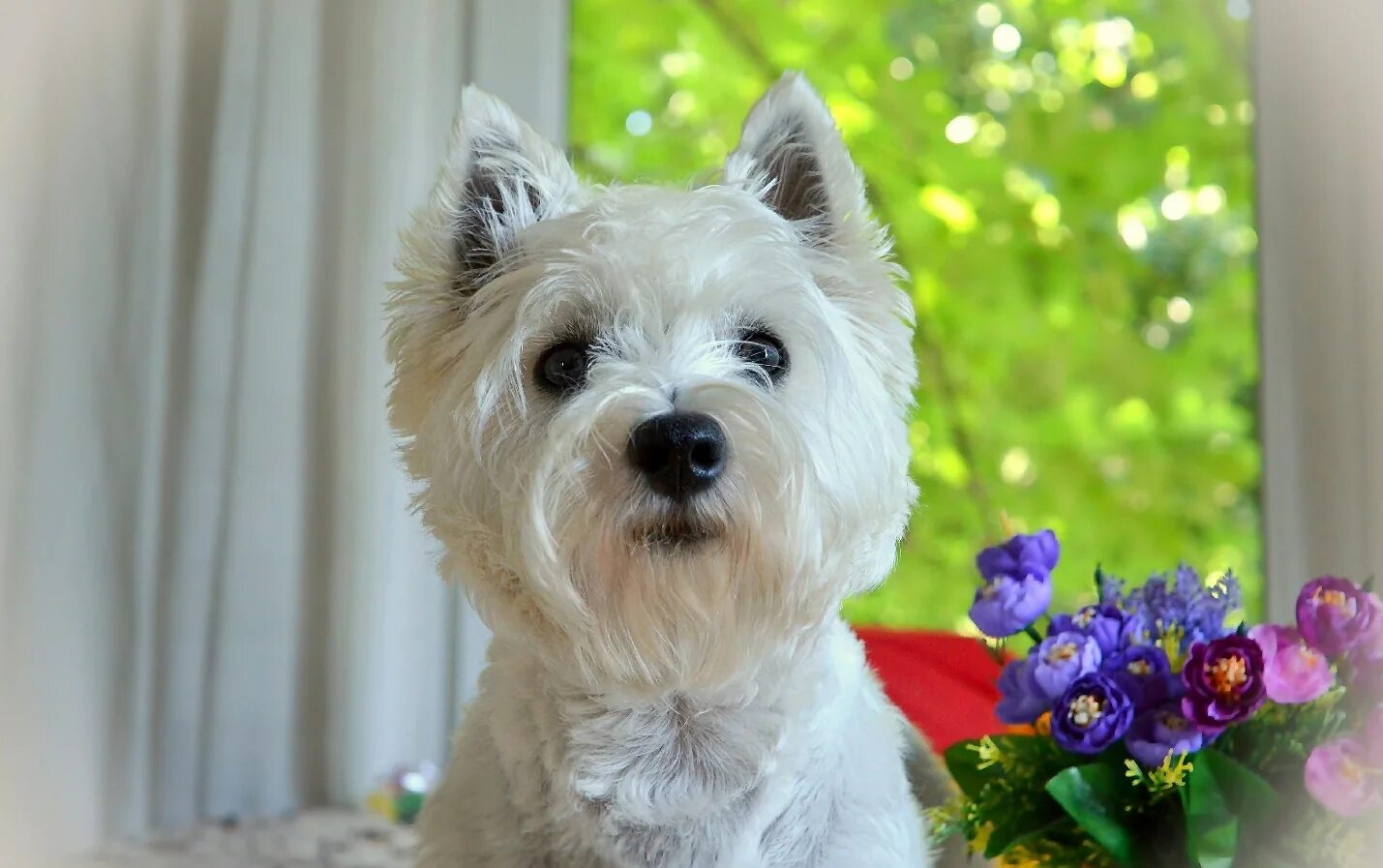 Весхайлонт вайт терьер. Вай хайленд уайт терьер. Вест хайланд вайтерьер. Щенки вестов. Вос хайланд вайт терьер.