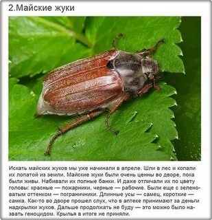 Где найти жука