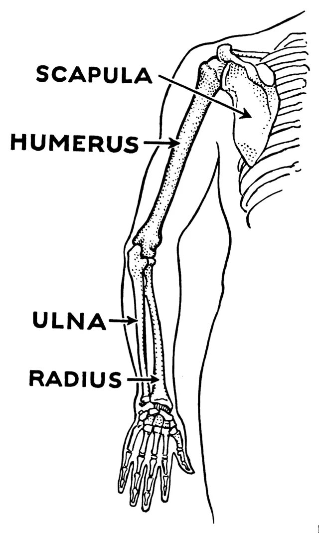 Curved humerus. Анатомия руки. humerus. arm parts. arm parts labels.
