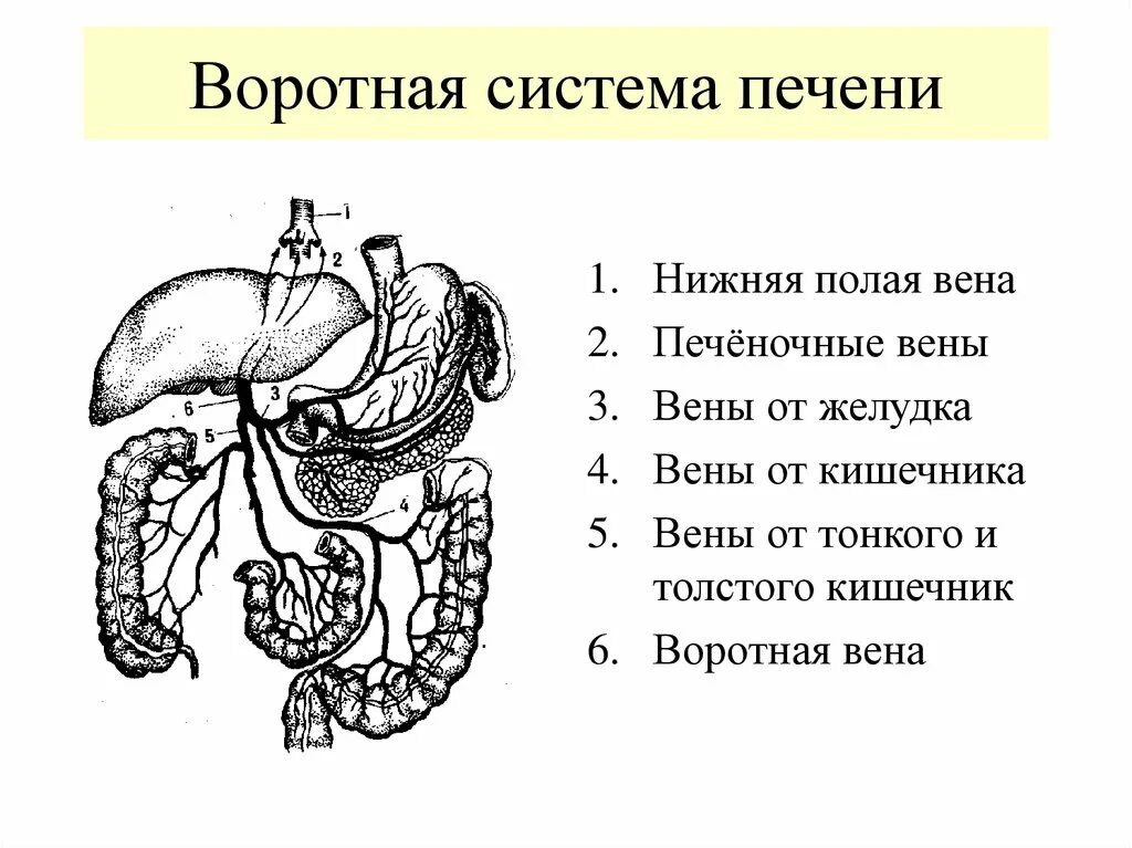 Система вен печени