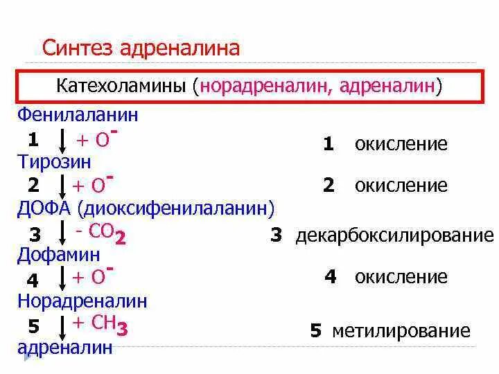 Адреналин образуется. Синтез адреналина биохимия. Схема синтеза адреналина. Реакция образования адреналина. Биосинтез норадреналина.