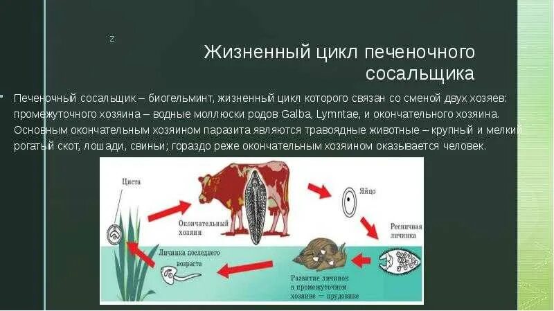Основным хозяином печеночного сосальщика является. Промежуточный хозяин печеночного сосальщика. печеночный сосальщик среда обитания. плоские черви цикл развития печеночного. промежуточный хозяин печеночного сосальщика биология 7 класс.