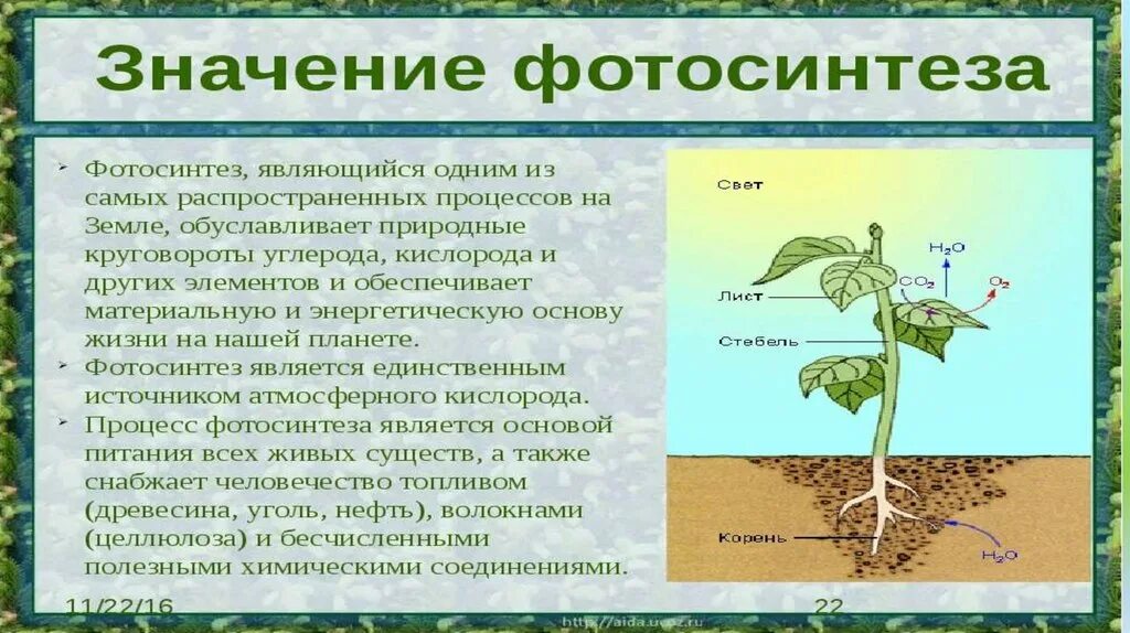 Грибы растительные организмы утратившие способность к фотосинтезу. Описать процесс фотосинтеза. Фотосинтез презентация. Образование фотосинтеза. Значение процесса фотосинтеза.