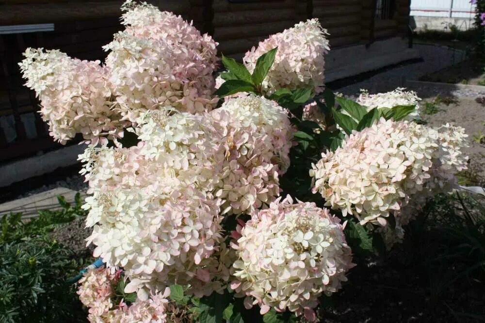 Метельчатая фантом описание. Метельчатая фантом описание. Метельчатая фантом описание. Метельчатая фантом описание. Метельчатая фантом описание.