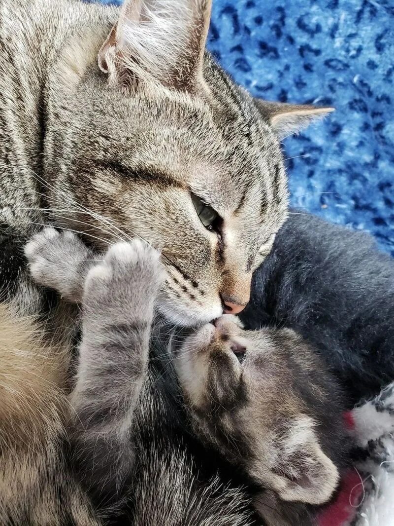 Кот и котенок. Кошки. Котик с мамой. Нежность животных. Мама кошка.