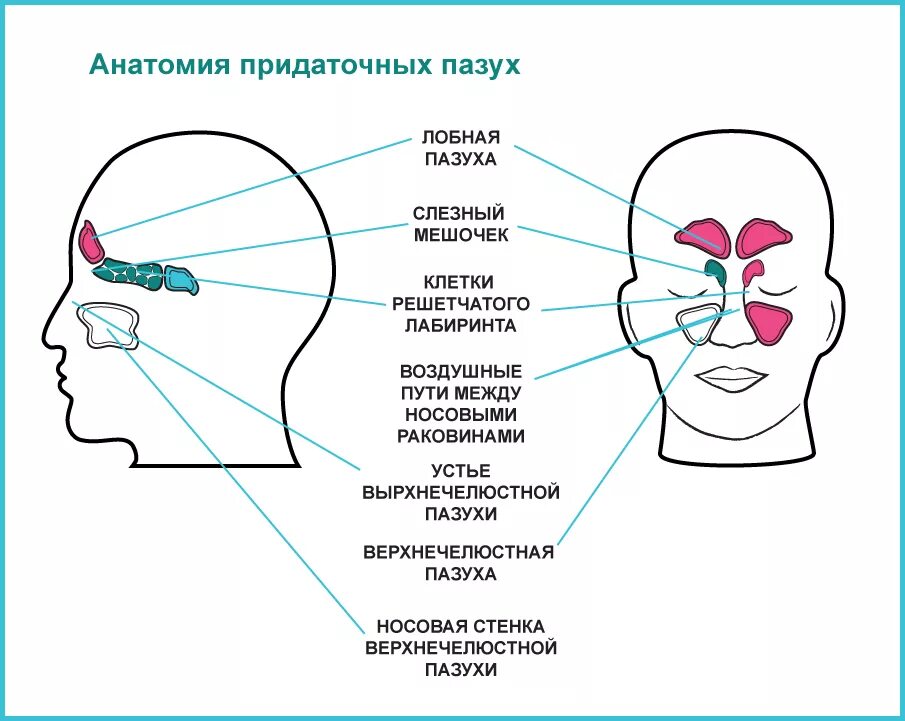 Болезни носа и придаточных. Схема расположения придаточных пазух носа. Носовые пазухи строение. Анатомическое строение носа и придаточных пазух. Анатомическое строение пазух носа.