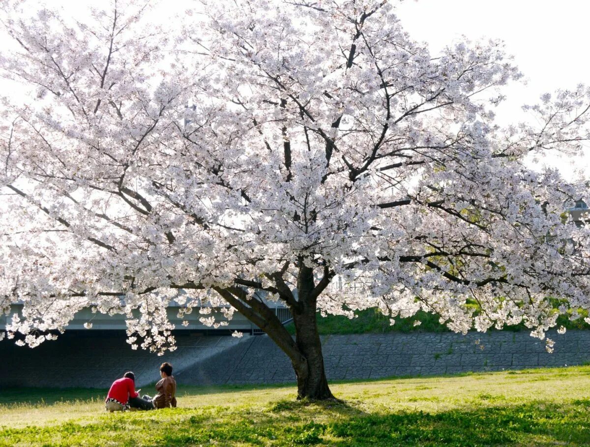 Владивосток цветение сакуры. Екатерининский парк розовые яблони. Черри блоссом дерево. Вишневый сад. Сакура в царицыно.