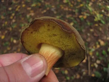 Козляк, Сухой масленок, гриб иванчик или решетняк (Suillus bovinus): фото, описа