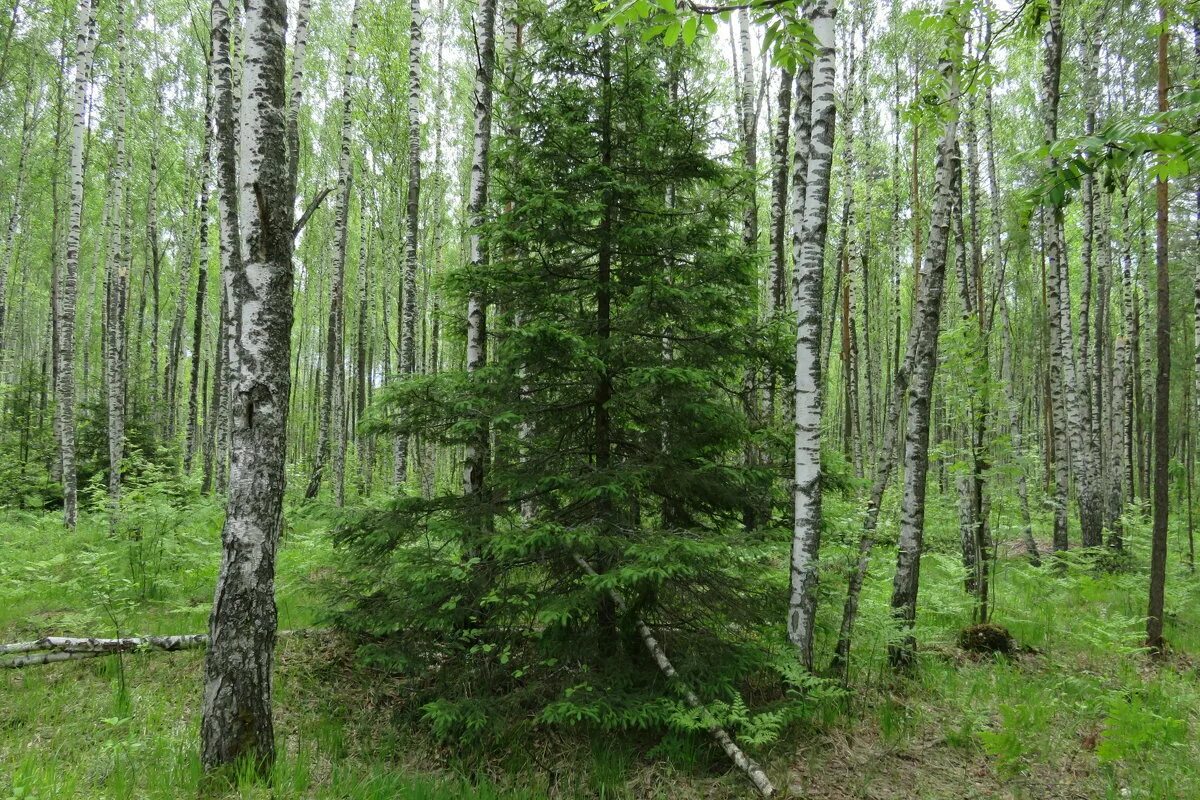 Хвойно мелколиственные. Смешанный лес Сосновый подрост. Лиственничная Тайга лес Якутия. Тайга береза в Забайкалье. Подрост березы.