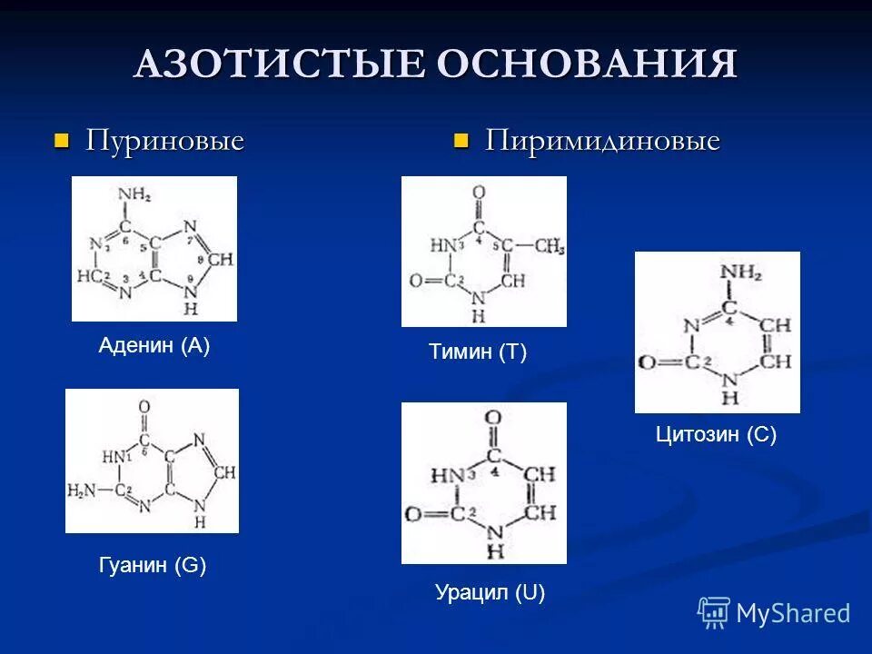 Пуриновые и пиримидиновые основания схема. Азотистое основание аденин формула. Азотистые основания рнк формулы. Структура гуанин тимин аденин. Азотистые основания формулы.