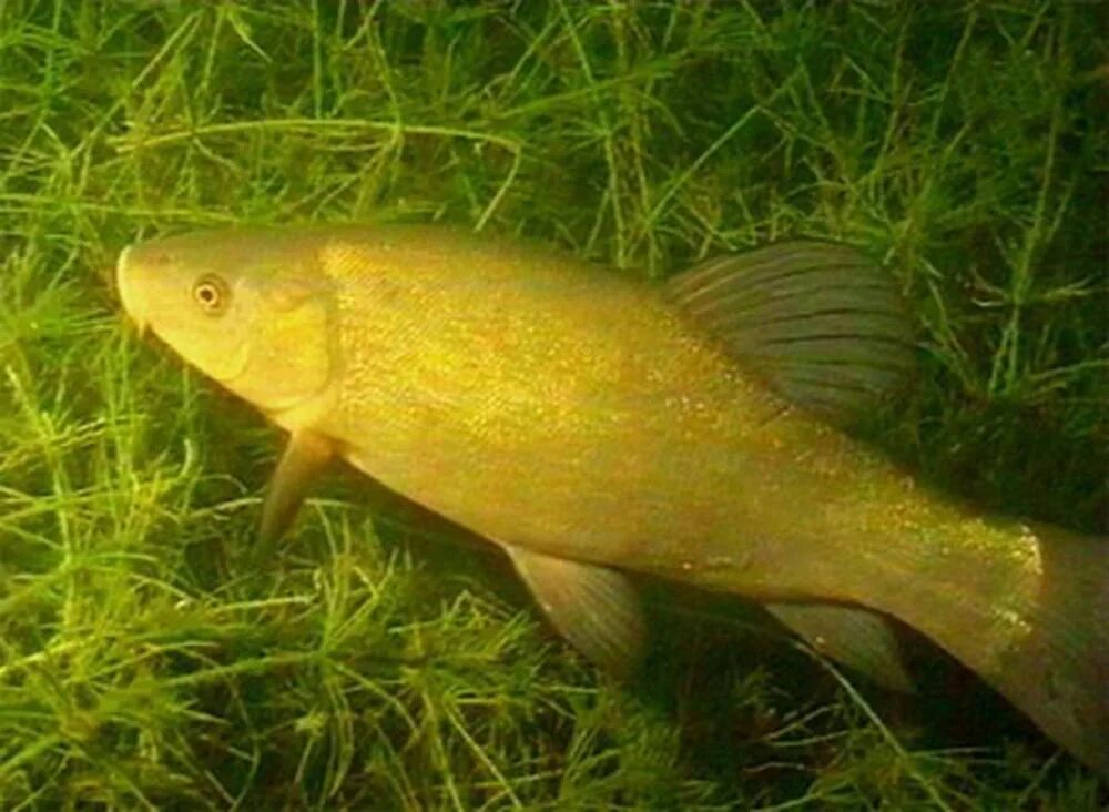 Линь золотистый реальная. Золотистый Линь. Линь рыба. Золотистый Линь фото. Крупный Линь.