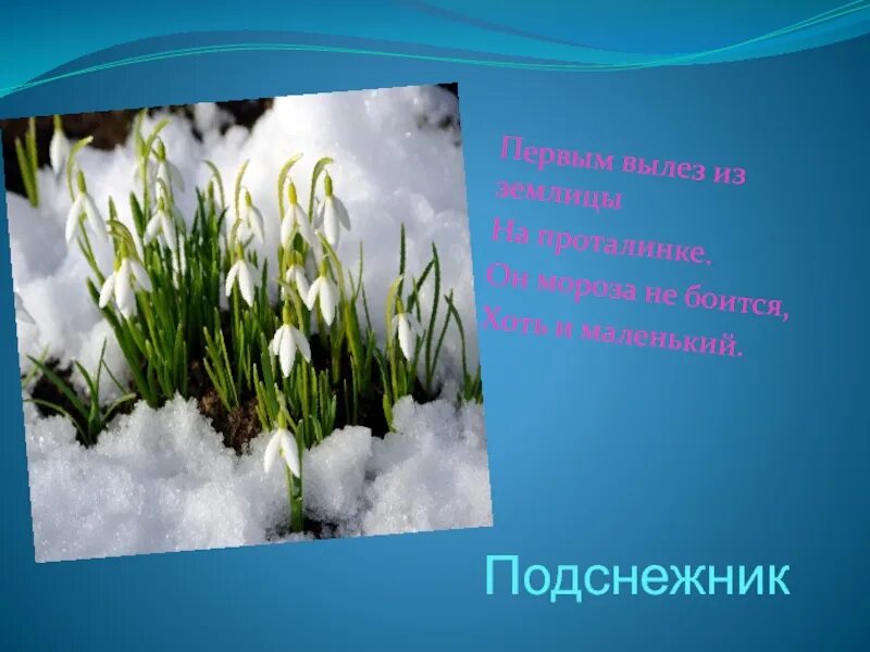 Только показались первые нежно белые головки подснежников. Подснежник. Подснежник для дошкольников. Маленькие подснежники. Подснежник на проталинке.