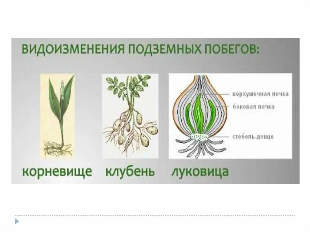 Органы растений. ОГЭ ЕГЭ картинки презентация онлайн