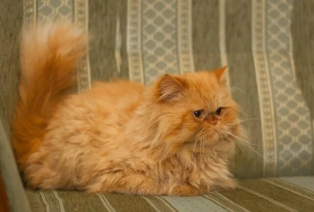 Enfermedad poliquística renal en el gato Persa
