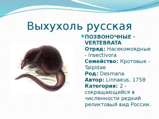 Русская выхухоль распространение. Отряд насекомоядные место обитания. Животные красной книги в кировской области описание. Выхухоль относится к отряду. Выхухоль какой отряд.