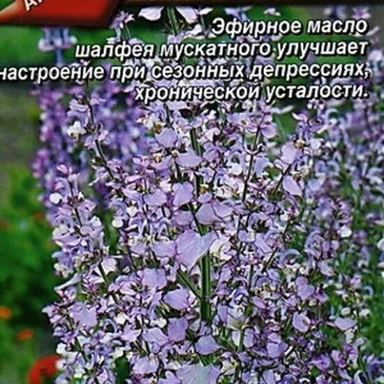 Шалфей мускатный Вознесенский семена. Шалфей мускатный Вознесенский 24. Шалфей Вознесенский 24 семена. Шалфей (Сальвия) мускатный Вознесенский. Шалфей мускатный вознесенский