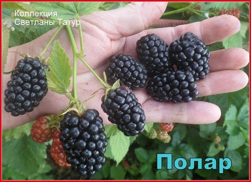 Ежевика полар. Ежевика полар отзывы садоводов. Кусты ежевики полар. Ежевика сорт полар. Сорт ежевики полар берри.