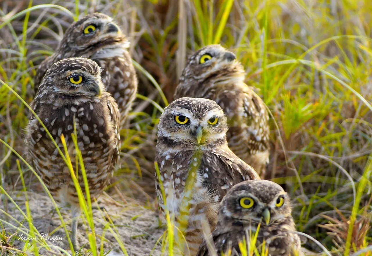 Сычик совиный дом. Путь совенка. Сплюшка сова гнездо. Филин сова сыч разница. Семейство сов.