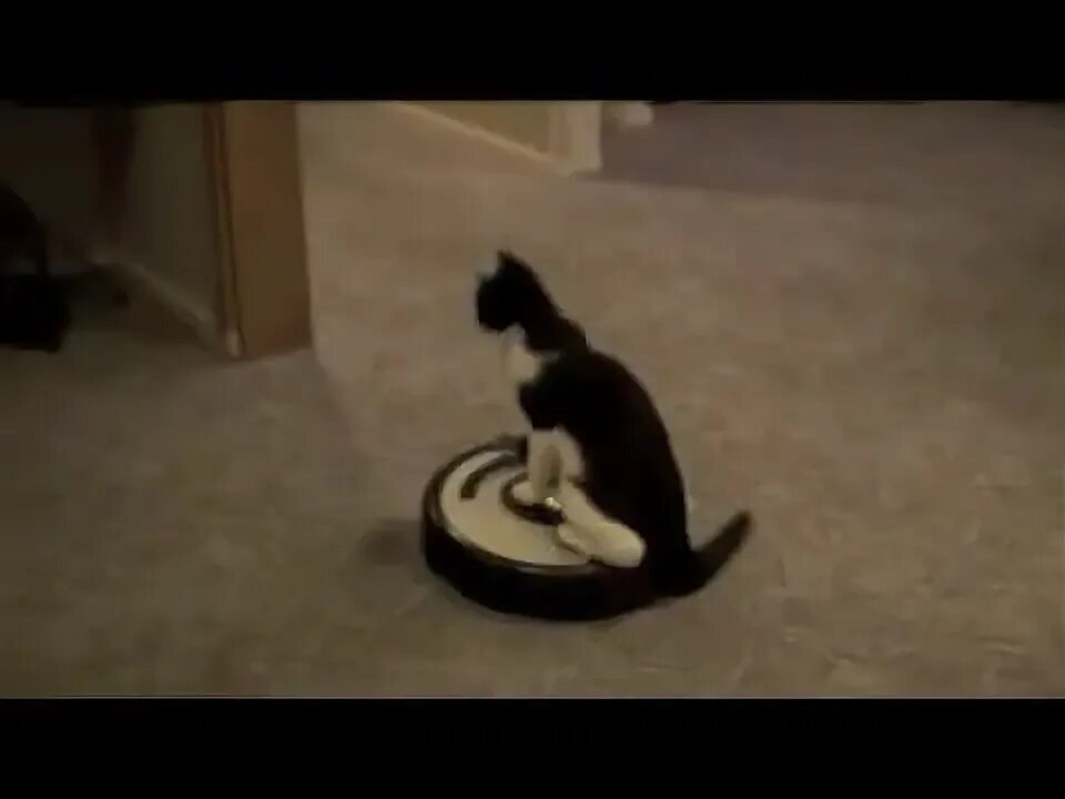Коты катаются на пылесосе