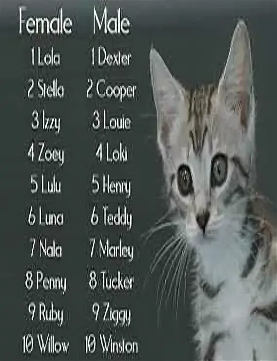 Кот с вариант ответы. Кот с вариант ответы