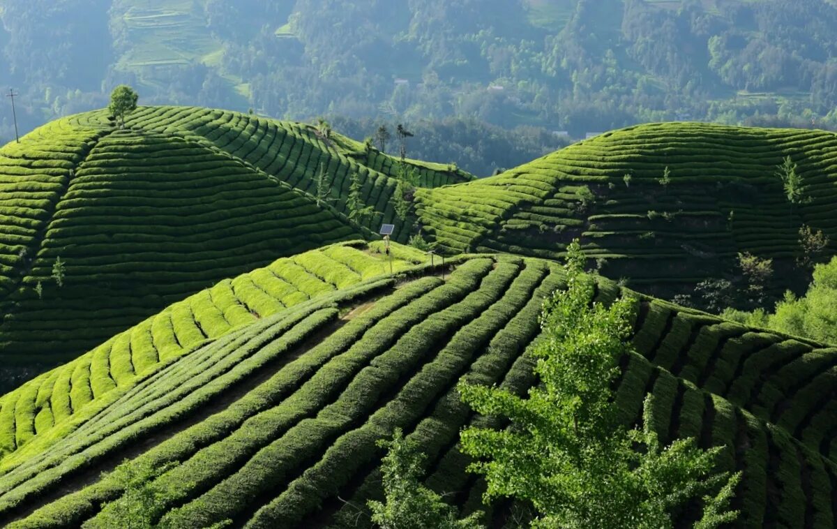 Виды плантаций. Шри Ланка чайные плантации. Чайные плантации много уровней. Белый чай плантации. Чайная плантация Альпийский чай.