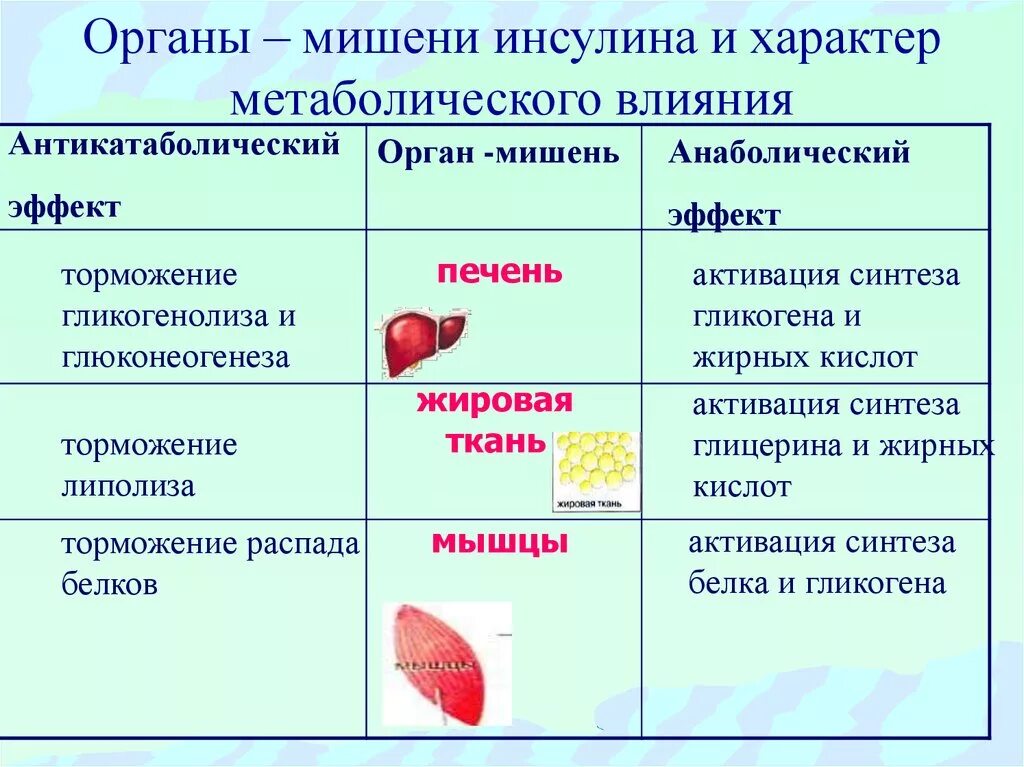 Орган мишень регуляция. Инсулин изменение метаболизма в клетках мишенях. инсулин органы мишени. инсулин ткани мишени биохимия. эффекты инсулина на клетки мишени.