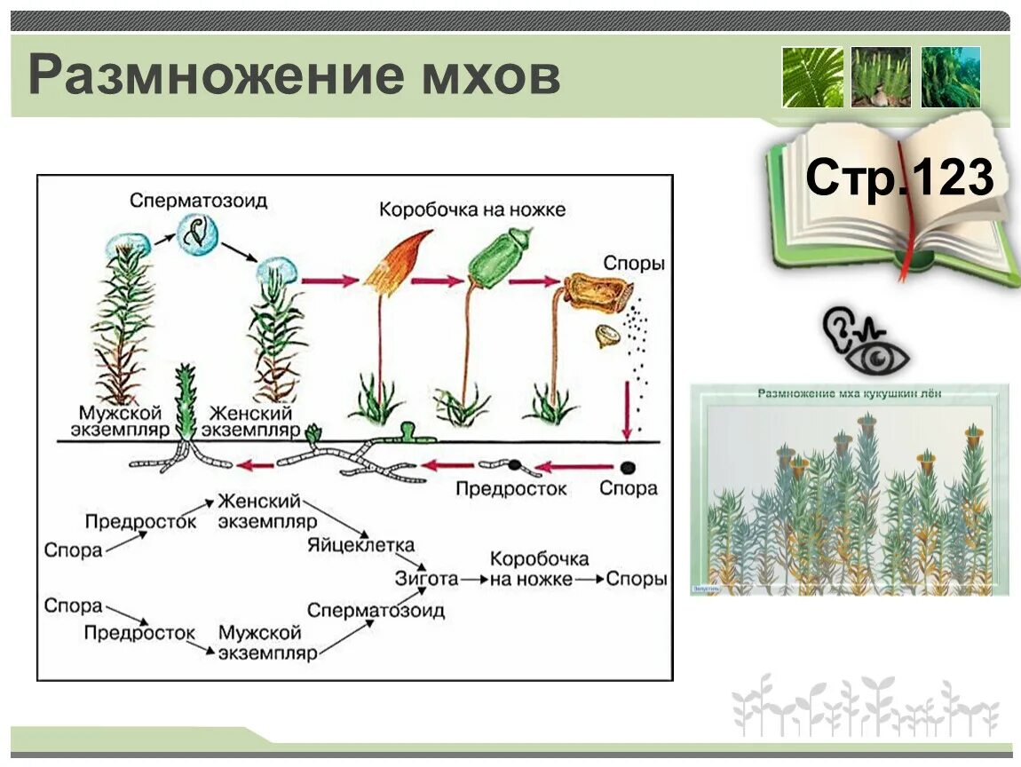 Спермий мха. Размножение мхов схема. Размножение моховидных растений схема. Размножение мха Кукушкин лен схема. Мох сфагнум размножение.