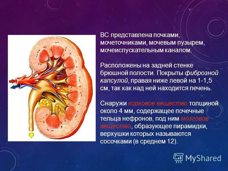 Структура лоханки