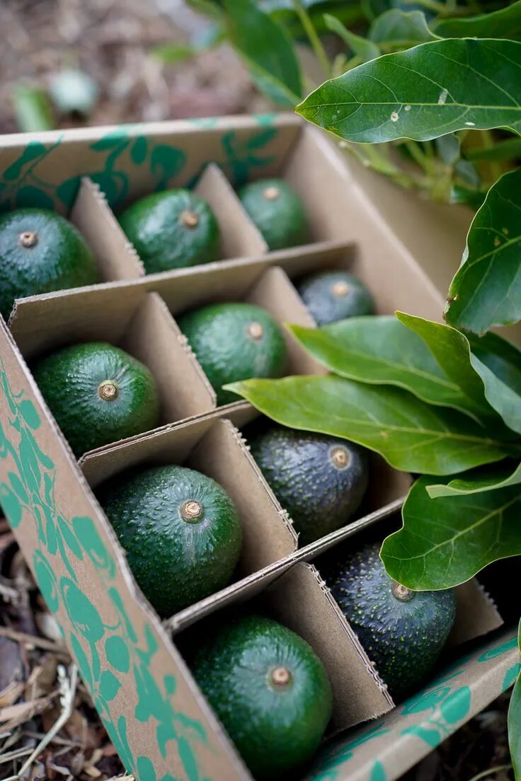 Авокадо бокс. Бокс авокадо с косметикой. Подарочный набор авокадо для девочек. Набор авокадо. Бокс авокадо с косметикой.