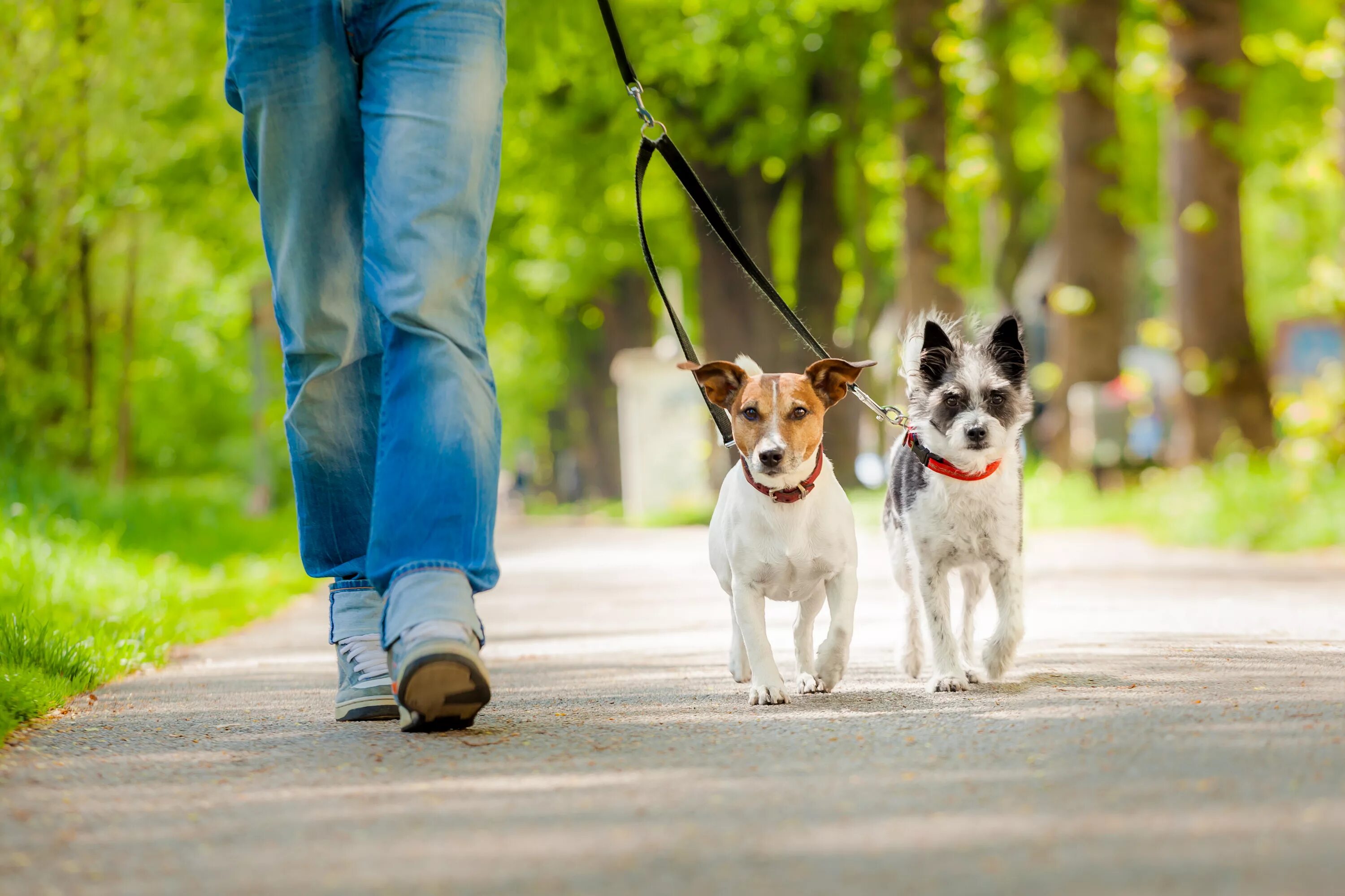 Going for a walk