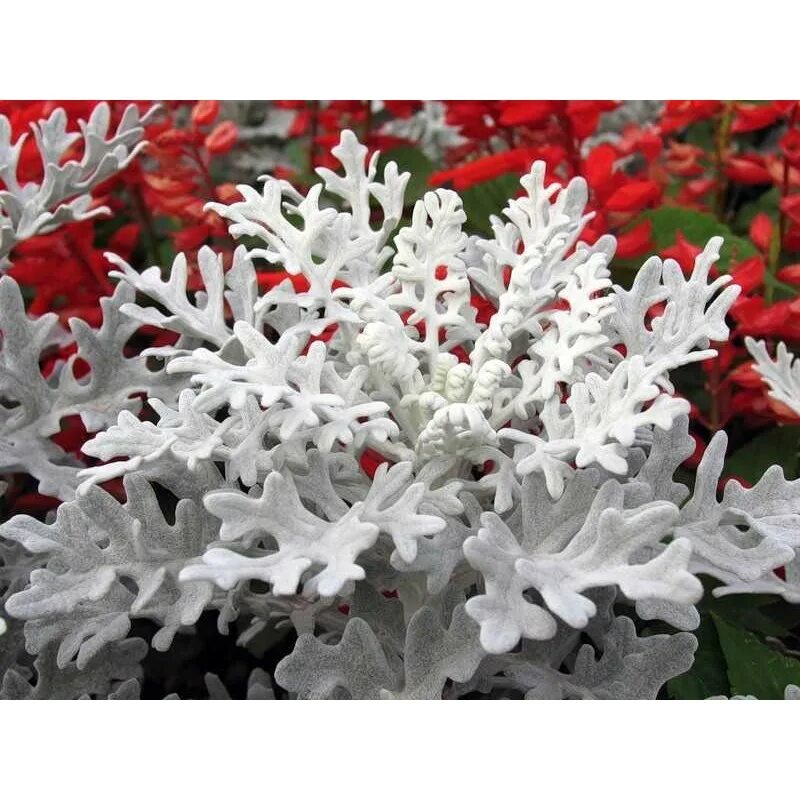 Цинерария сильверадо. Цинерария-сальвия-колеус. Цинерария приморская cineraria maritima. Цинерария(крестовник) серебряная. Цинерария приморская (senecio cineraria).