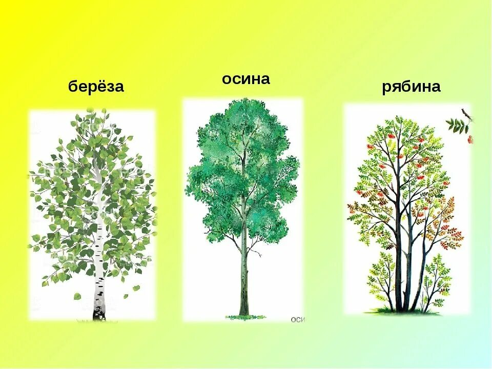 Деревья береза клен рябина. Береза осина липа Тополь. Осина, береза, клен, Тополь.. Деревья береза дуб,осина,рябина. Ель сосна осина Тополь.