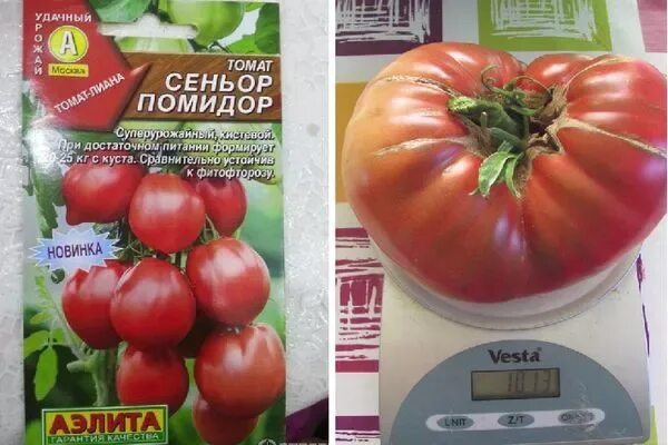 Помидоры сеньор помидор отзывы. Сеньор помидор. Помидоры сеньор помидор отзывы. Помидоры сеньор помидор отзывы. Томат синьор помидор характеристика.