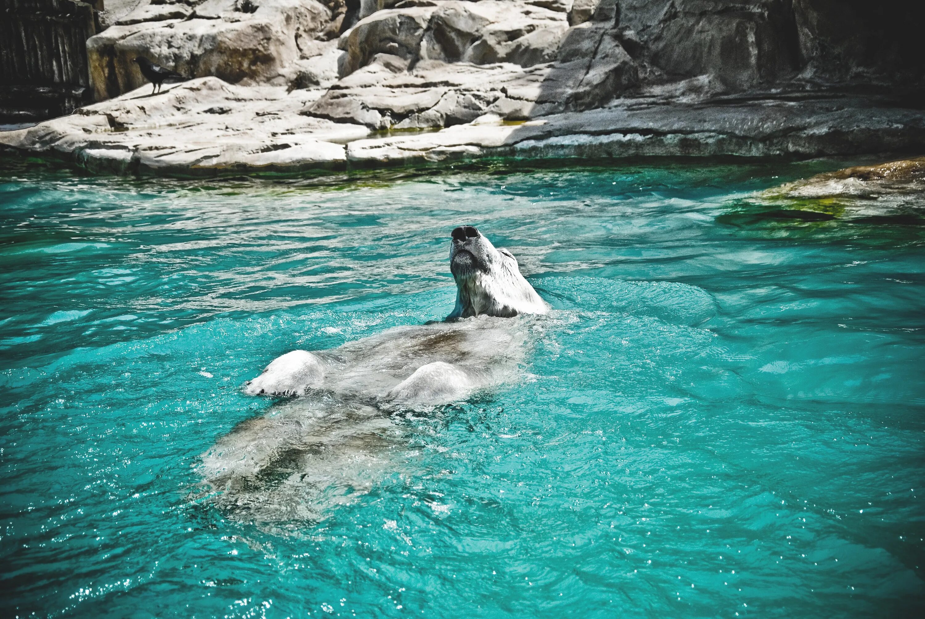Animals swim