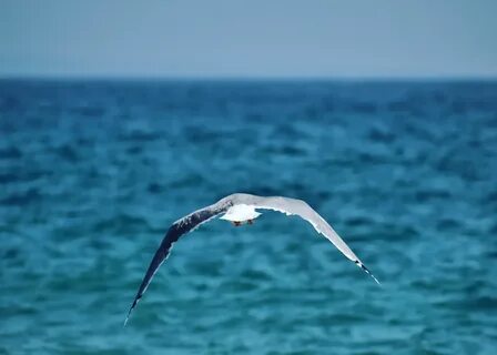 Синяя птица море белое море черное