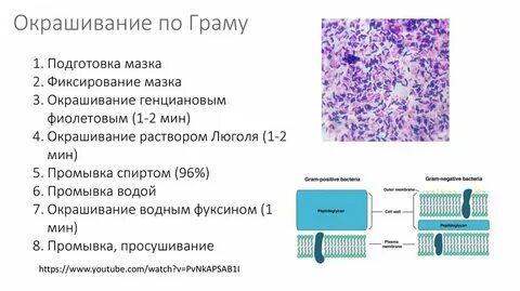 Исследование мазка окрашенного по граму