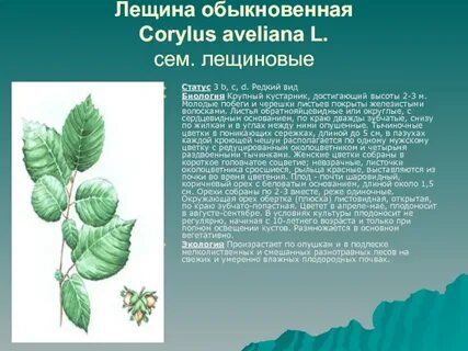Лещина описание