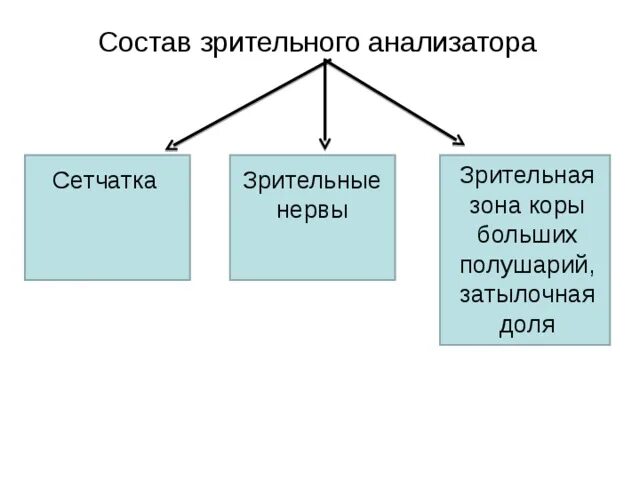 Состав анализатора биология. Анализаторы биология 8 класс. Состав анализатора биология схема 8 класс. Состав анализатора биология 8 класс. Что входит в состав анализаторов биология